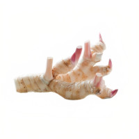 Корень галангала свежий 1 шт (100 гр)